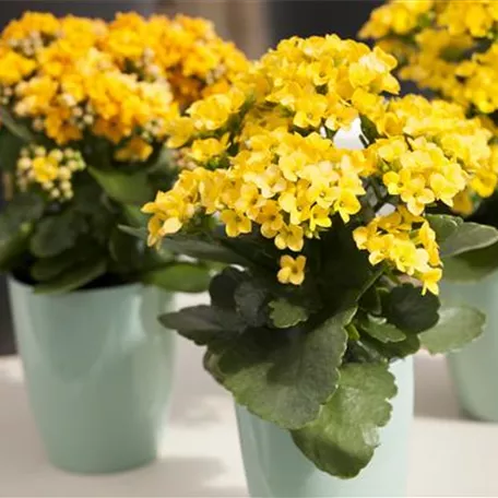 Kalanchoe