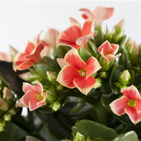 Die Kalanchoe - unsterbliche Schönheit