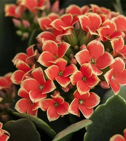 Die Kalanchoe - unsterbliche Schönheit