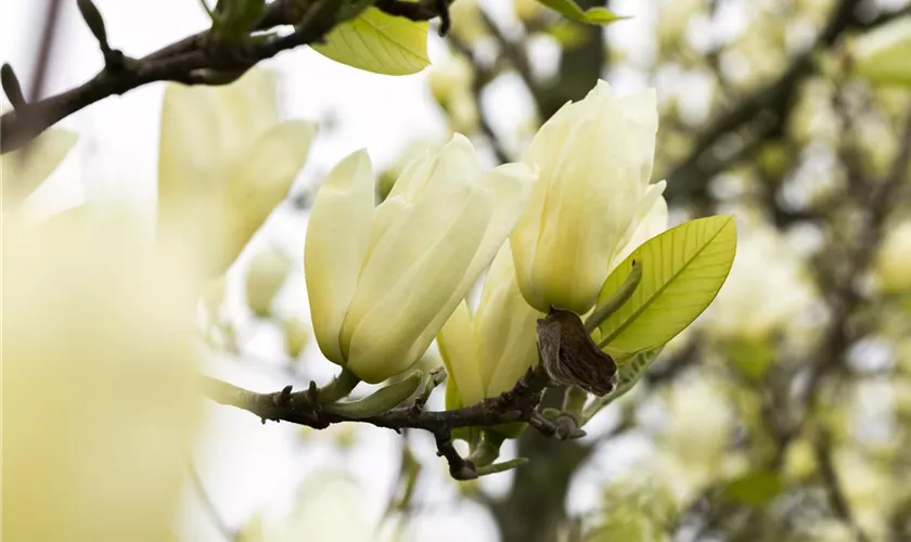 Magnolia, gelb