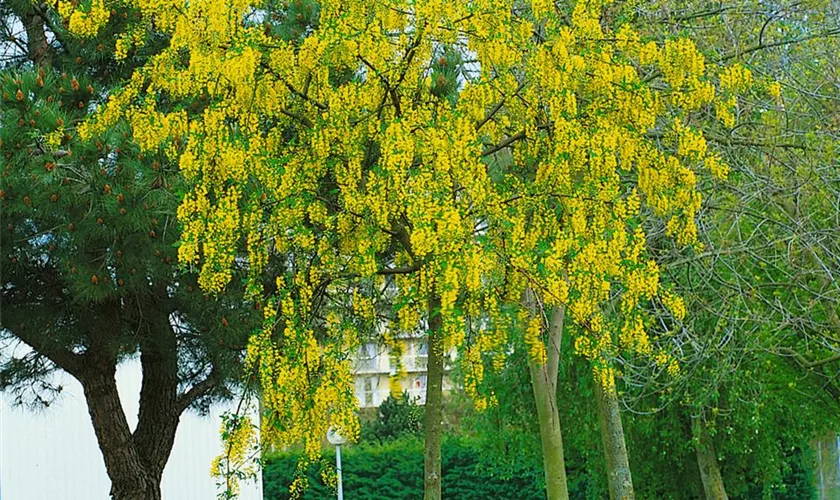 Laburnum anagyroides 'Sunspire', Stamm