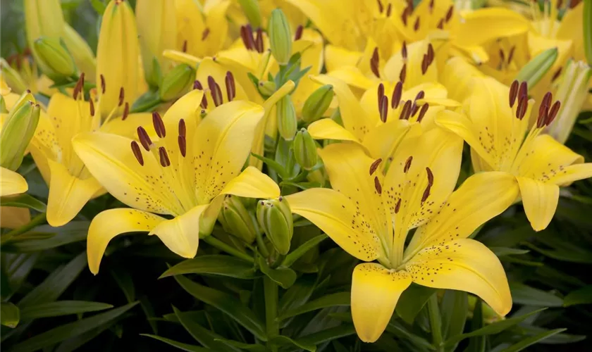 Lilium Asiatic, gelb