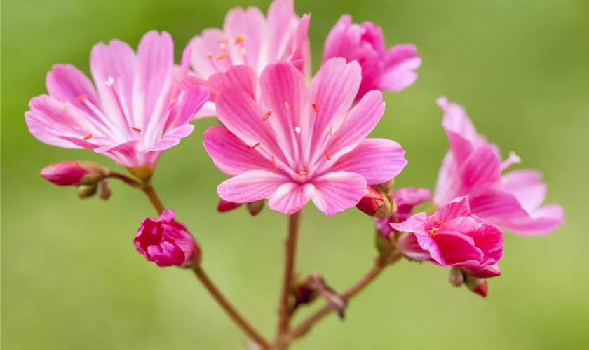 Lewisia cotyledon Safira 'Pink'