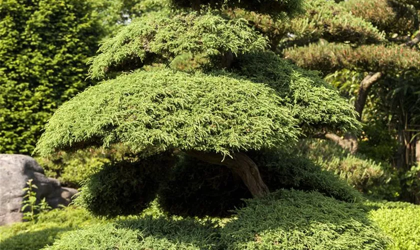 Juniperus chinensis