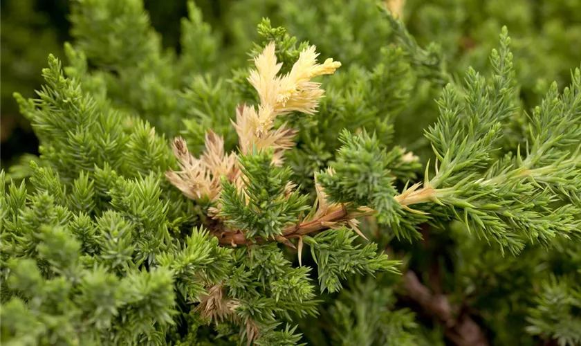 Juniperus chinensis 'Expansa Variegata'