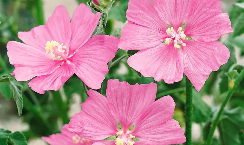 Lavatera thuringiaca 'Candy Floss'