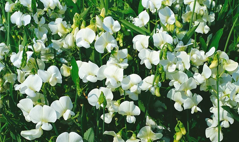 Lathyrus latifolius, weiß