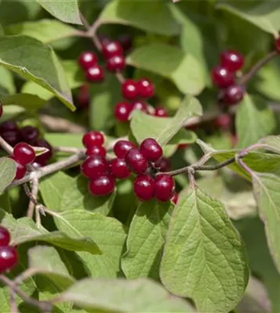 Ganz schön wild – Wildgehölze im Garten