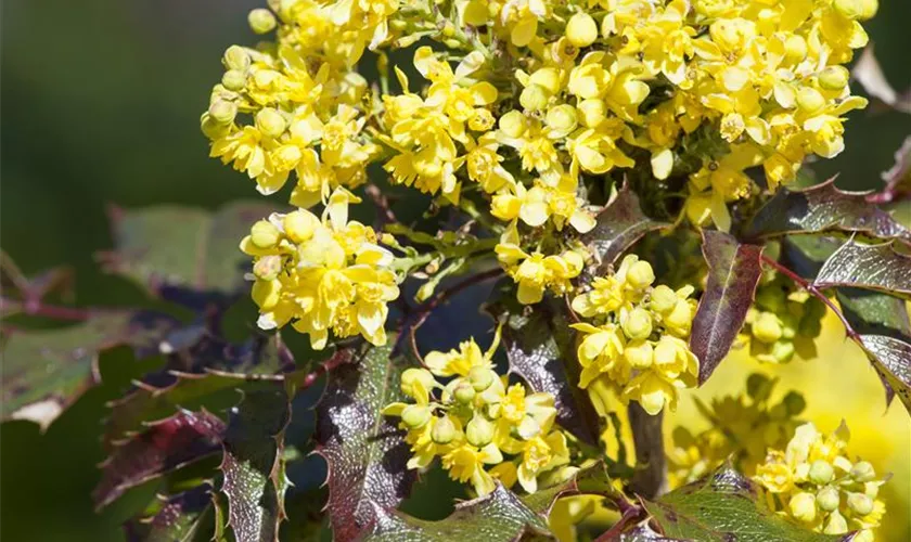 Mahonia media