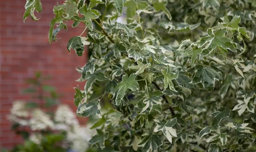 Liquidambar styraciflua 'Variegata'