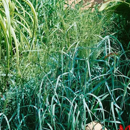 Panicum virgatum, blau-grau