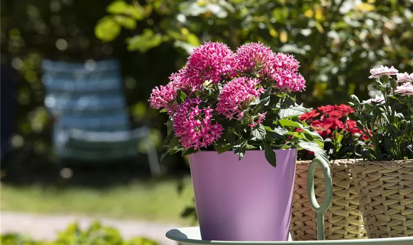 Pentas lanceolata, pink