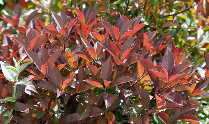 Photinia villosa var. laevis