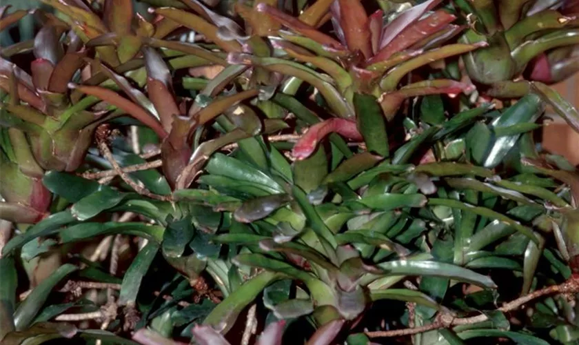 Neoregelia 'Fire Ball'