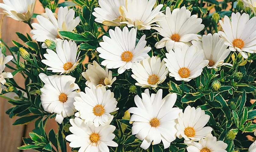 Osteospermum 'SUMMERSMILE™ Cream'