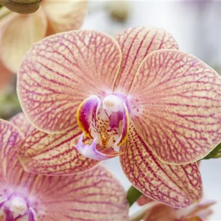 Phalaenopsis 'Mimi'®