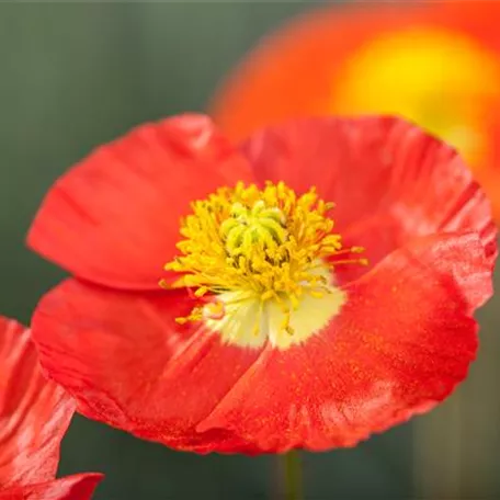 Island-Mohn