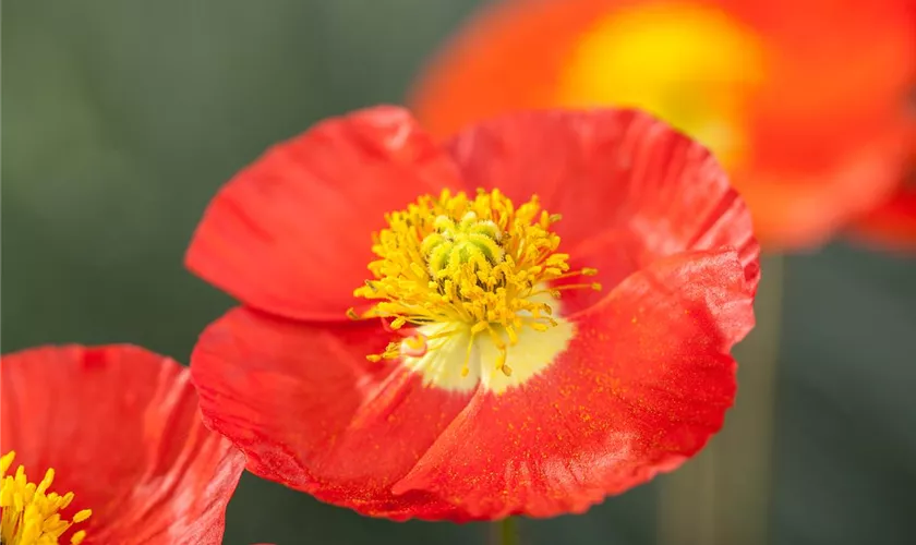 Papaver nudicaule, rot