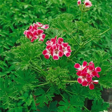 Pelargonium graveolens, rot