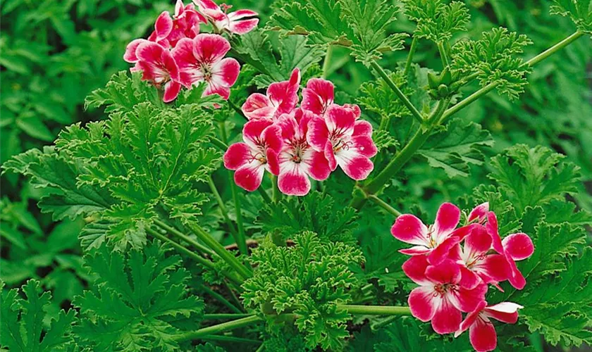 Pelargonie