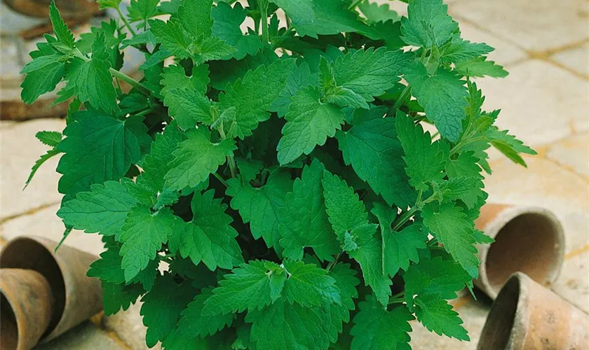 Nepeta transcaucasica