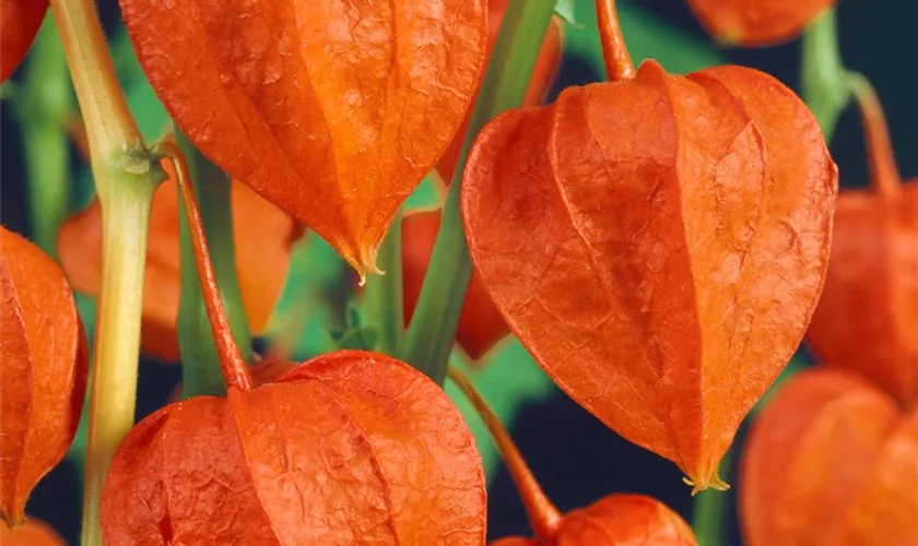 Physalis alkekengi var. franchetii 'Gigantea'