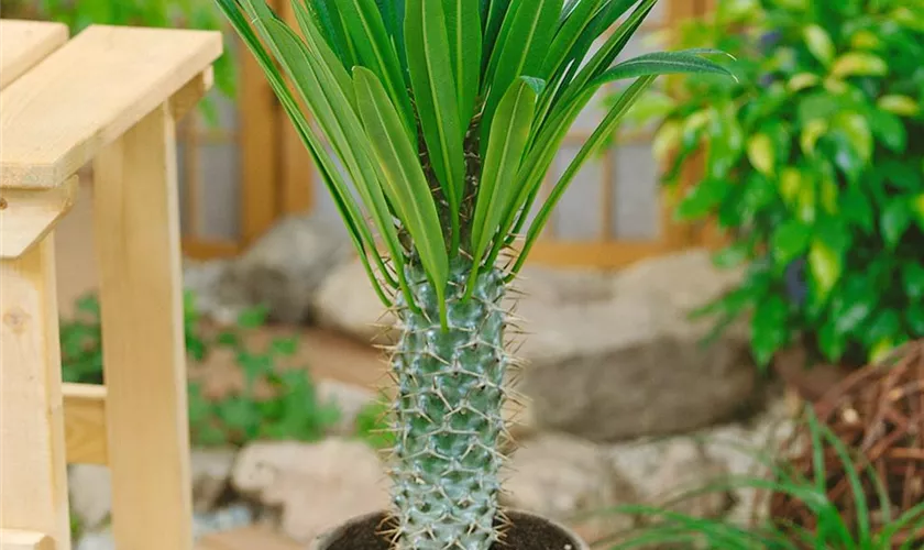 Pachypodium lamerei