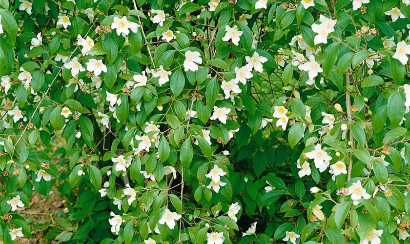 Philadelphus x cymosus