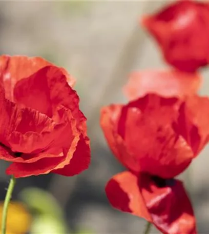 Der Klatschmohn – vom Acker in den Garten