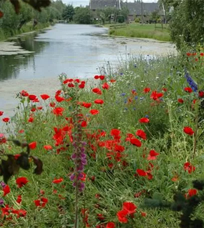 Der Klatschmohn – vom Acker in den Garten