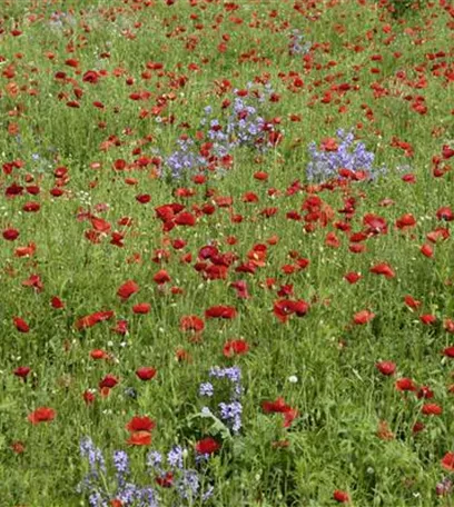 Der Klatschmohn – vom Acker in den Garten