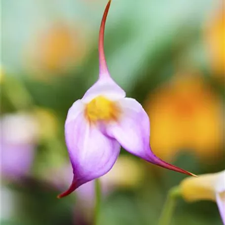 Masdevallia BellaVallia® 'Violett'