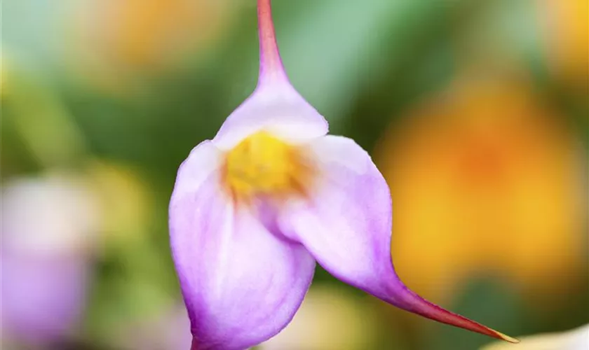 Masdevallie