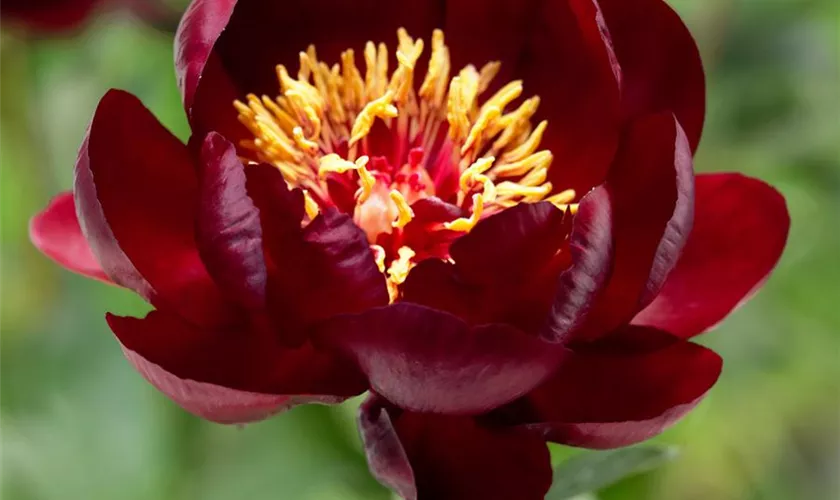 Paeonia lactiflora, einfach blühend, rot