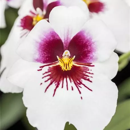 Miltoniopsis 'Sachmet'