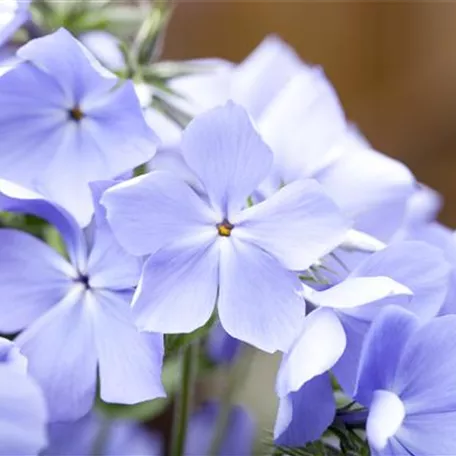 Wald-Phlox 'Blue Moon'