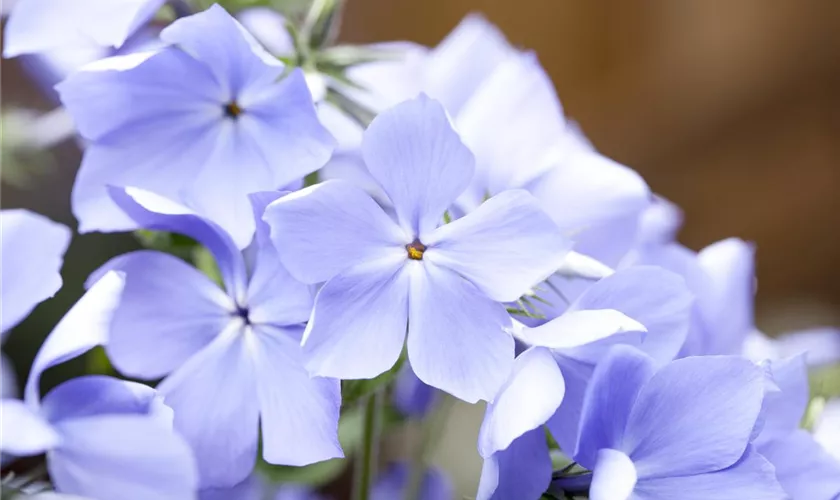 Phlox divaricata 'Blue Moon'