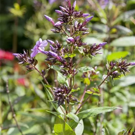 Garten-Flammenblume 'Clouds of Perfume'