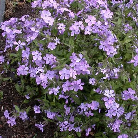 Wald-Phlox 'Virginia Lady'