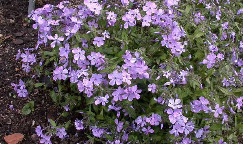 Phlox divaricata 'Virginia Lady'