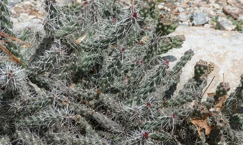 Opuntia tuna