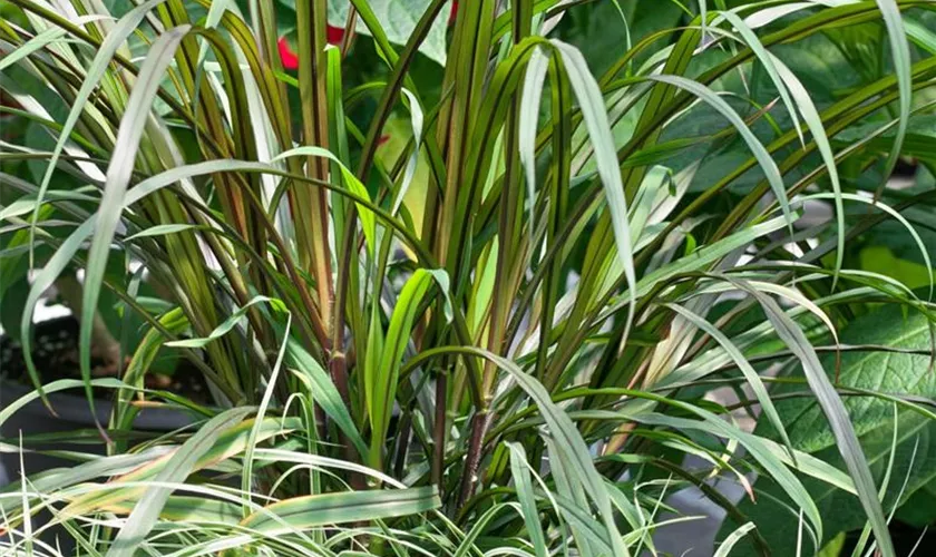 Pennisetum purpureum