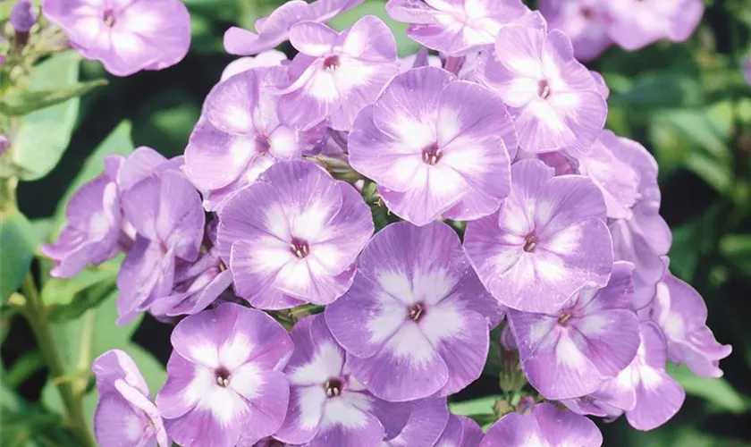 Phlox paniculata, blau-weiß