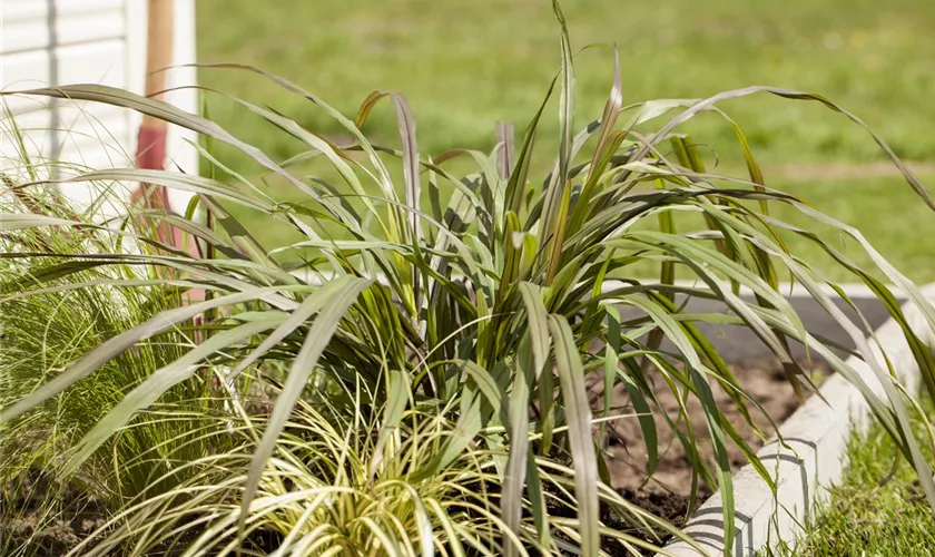 Pennisetum setaceum 'Princess'