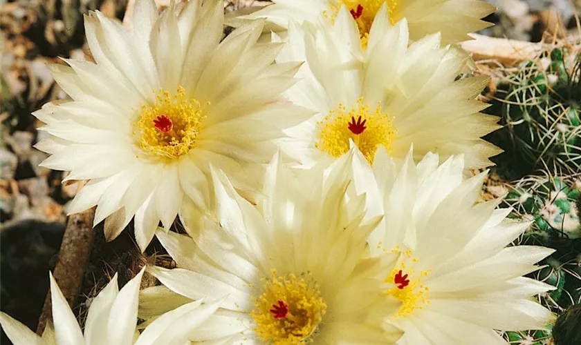 Notocactus leningausii