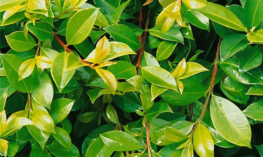 Syzygium paniculatum