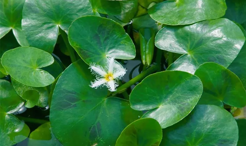 Nuphar japonicum var. rubrotinctum