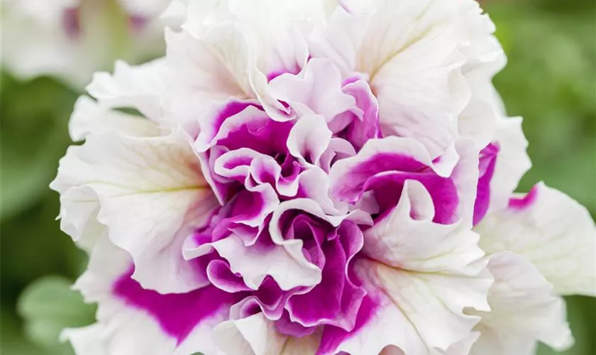 Petunia grandiflora Pirouette 'Rose'