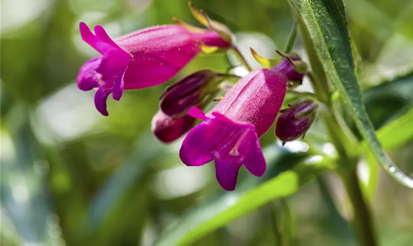 Penstemon mexicale