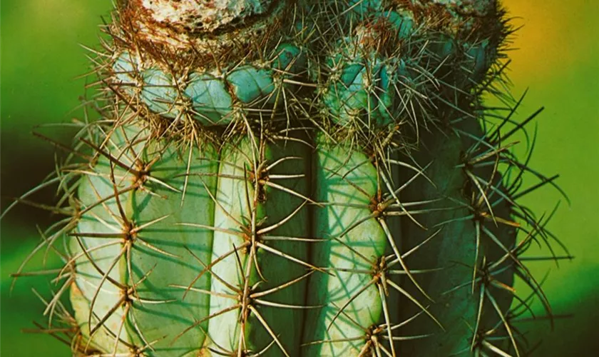 Melocactus azureus